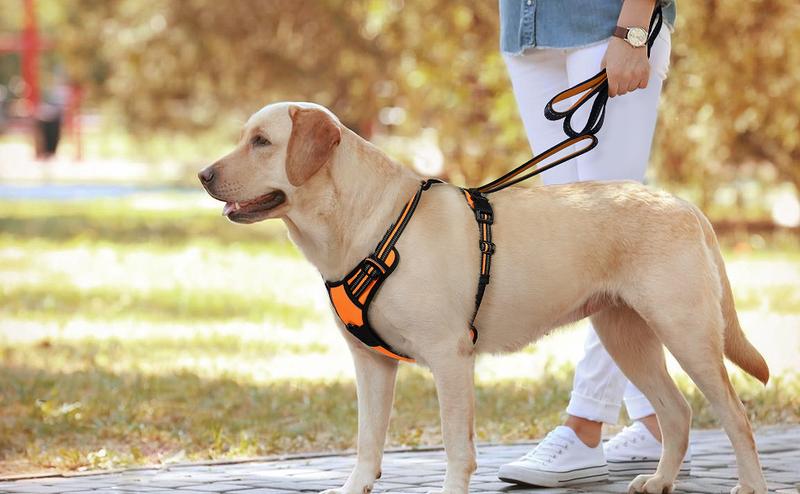 rabbitgoo Dog Harness, No-Pull Pet Harness with2 Leash Clips, Adjustable Soft Padded Dog Vest