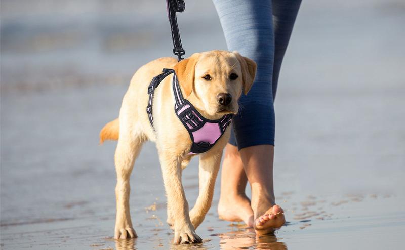 rabbitgoo Dog Harness, No-Pull Pet Harness with2 Leash Clips, Adjustable Soft Padded Dog Vest