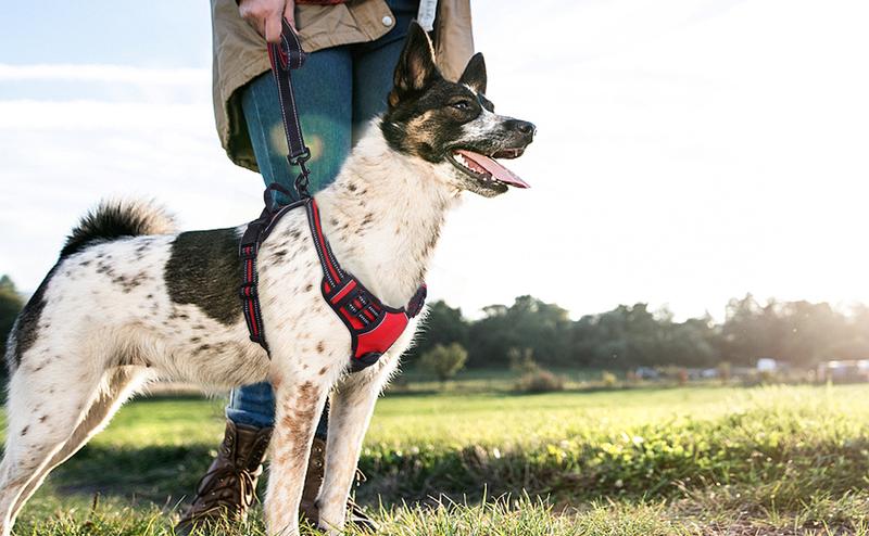 rabbitgoo Dog Harness, No-Pull Pet Harness with2 Leash Clips, Adjustable Soft Padded Dog Vest